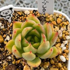 多肉植物 ☘️ ラブレター 抜き苗