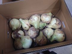 《訳あり / 残りわずか！》納豆菌栽培 淡路島産新玉ねぎ 8kg【兵庫県淡路島産】