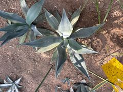 アガベ オバティフォリア バンジー 超大株 直径約70㎝ 山梨県