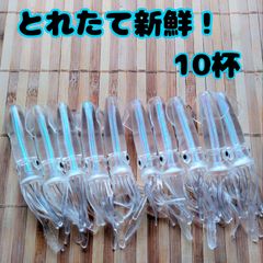 オススメ！ とれたて新鮮！イカワーム10杯！ リアルベイトワーム