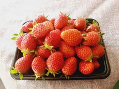 2025年最新】やよいひめの人気アイテム - メルカリ 