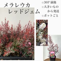 メラレウカ　レッドジェム　苗・苗木　★大きいものから発送します　★ポット発送(抜き苗しません) ★30㌢前後　★メラレウカの中でも赤と緑のコントラストが綺麗！1番のオススメです！　★白い花が咲きます！
