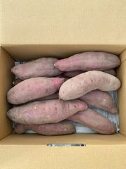 無農薬　さつまいも　紅はるか 5キロ入り　③