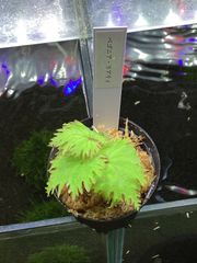 ベゴニア リアリィ　ADA 店内増殖株