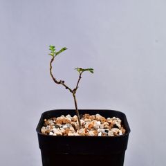 3P1 実生 オペルクリカリア デカリー コーデックス 塊根植物 オペルクリカリアデカリー