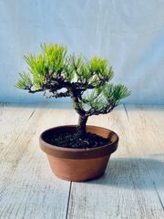 赤松　小品盆栽　あかまつ