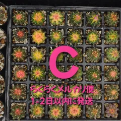 緋牡丹錦　世界の図　ロイホワイト　サボテン 緋牡丹錦 世界の図 ロイホワイト サボテン