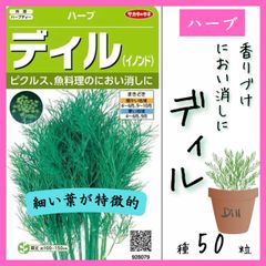 【ハーブの種】魚料理の匂い消しに！ディルの種50粒～葉はマイルド、種は強い香り