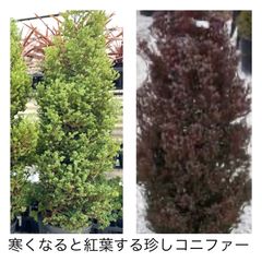 コニファー パープルフェザー ( レッドスター  ) クリスマスツリー　シンボルツリー　矮性コニファー ヒノキ 希少 庭木