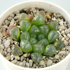 【多肉植物】ハオルチア・イクラ　イクラ  Haworthia ikra