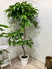 フィッカス　アムステルダム　ショウナンゴム　引き取り限定　フィッカス・ビンネンディキー　お洒落　観葉植物　インテリア　グリーン　オフィス　ショップ　ガーデニング　玄関　リビング　屋内　屋外