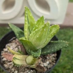 多肉植物アロエ属　斑入りアロエ