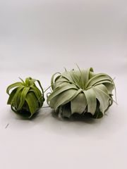 エアープランツ チランジア まとめ売り（キセログラフィカ／ウスネオイデス他） エアープランツ キセログラフィカ&ウスネオイデス - メルカリ