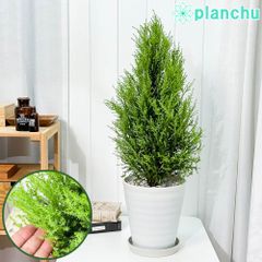 PLANCHU 観葉植物 コニファー ゴールドクレスト ウィルマ 7号鉢 受け皿付き 育て方説明書付き Cupressus macrocarpa ‘Wilma’ 庭木 植木 針葉樹 クリスマスツリー