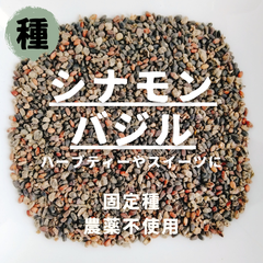 【種】シナモンバジル　農薬不使用　100粒