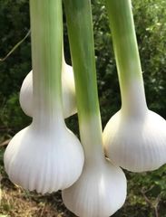 無添加 無農薬 生ニンニク　にんにく　大蒜　1kg