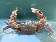モクズガニ　40匹+何匹かおまけ 楽天市場】モクズガニの通販