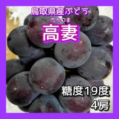 【クール便】高妻 糖度19度 4房 ぶどう 葡萄 ブドウ 鳥取県産 贈答 進物