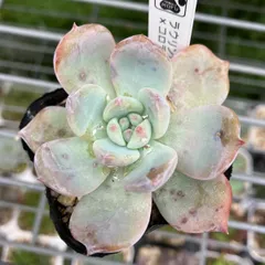 サボテン相談室　コロラータリンゼアナ×コロラータアテマハック札付きポットごと o1080108015223101979.jpg?caw=800