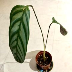 【亮二様確認用】 クテナンテ セトサ
