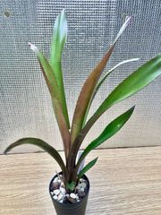 ビルベルギア ビードルマン Billbergia 'Beadleman' （`Domingos Martins'×`Hellfire')　キンクマ農園☆B00016