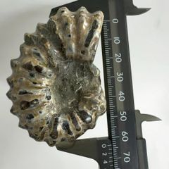 美品 貝殻標本 カジトリグルマ 特大 11.68cm - メルカリ