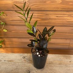 ブラウンゴールド様　専用② ザミオクルカス◎レイヴン◎観葉植物◎インテリア
