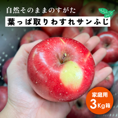 自然そのまま！王道サンふじ  11月収穫「葉っぱ取りわすれサンふじ3キロ箱家庭用B品」農林水産大臣賞 長野県産 安曇野 信州産 幻 幻のリンゴ