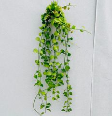 ［在庫］ディスキディア　アップルグリーン　観葉植物　かわいい　蔓性　おしゃれ　吊り鉢　吊り下げ　ハンギング