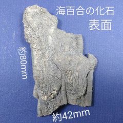 三葉虫　化石　Coronocephalus 三葉虫 化石 Coronocephalus