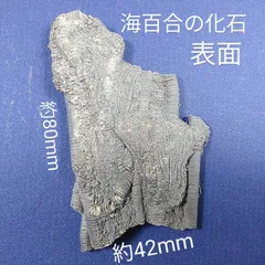 化石ヒストクリナス・グラフィカス 化石 ヒストクリナス・グラフィカス