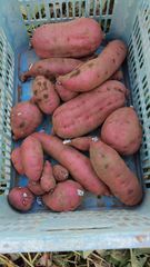 さつまいも　紅はるか　千葉県産　20kg