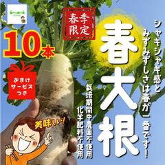 葉つき春大根　☆農薬や化学肥料は使用しておりません　埼玉県産　１０本（※根は約２０ｃｍ） ☆おまけサービスつき！