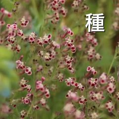 【種】シレネガリカ ☆  赤い小花が愛らしい