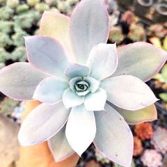 多肉植物 エケベリア 7種セット bq2 抜き苗 - メルカリ