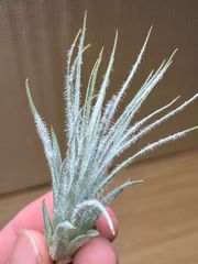 【ネコポス】チランジア テクトラム Tillandsia tectorum 　キンクマ農園☆T0105