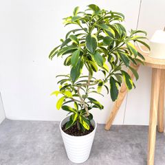 フィロデンドロン ジャイアント ザナドゥ【現品】観葉植物 室内