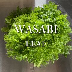 富山県産 わさび菜 約500g