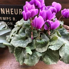 ポットごと♡そら♡シクラメン♡パープル♡インテリア♡お花