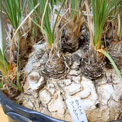 2025年最新】カリバナスフーケリーの人気アイテム - メルカリ