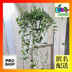 観葉植物　ホヤ ラクノーサ 5号吊り鉢(個体おまかせ1鉢)　インテリアグリーン 室内園芸 オシャレ カワイイ 可愛い