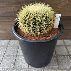 2026年最新】サボテン 金鯱の人気アイテム - メルカリ
