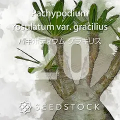 2025年最新】ロスラーツムの人気アイテム - メルカリ