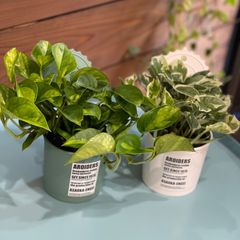 ② ポトス 2点セット エンジョイ グローバルグリーン 観葉植物