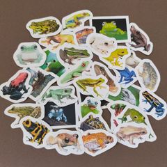 【商品番号SB】　カエルのフレークシール　両生類　蛙　シール イエアメガエル　ヤドクガエル　ツノガエル　グミガエル　など
