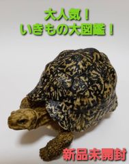 いきもの大図鑑　かめ05 ヒョウモンガメ（成体）