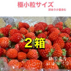 【二箱】極小粒＆訳あり 紅ほっぺ いちご 🍓 〜農家直送〜