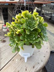 アエオニウム カラフルグラス トロピカルガーデン 多肉植物 エケベリア