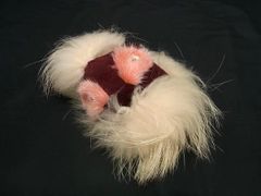 FUZZY NATION ファジーネーション ミニチュアシュナウザー バッグ