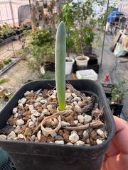 アロエ テンプラ Aloe 'Tempra' TCT hybrid 純血てんぷら 育種家本人